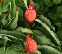 Roscoea purpurea Red Gurkha