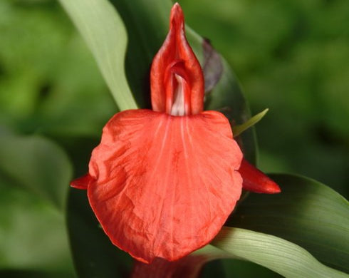 Gorgeous crimson red flowers