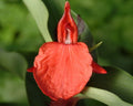 Gorgeous crimson red flowers