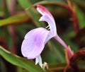 Lavender flowers and attractive reddish purple stems