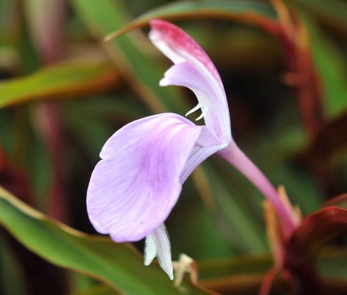 Lavender flowers and attractive reddish purple stems