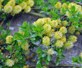 Rich green foliage and soft yellowish catkins.