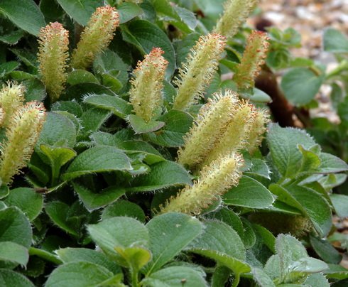 Yellow fluffy flowers and rounded mid green leaves.