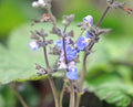 Nice blue flowers on erect stems.