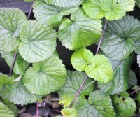 Rich green foliage.