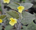 Bright yellow broad petalled flowers.