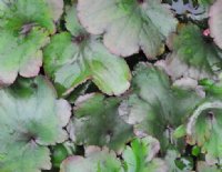 Saxifraga fortunei Akibare