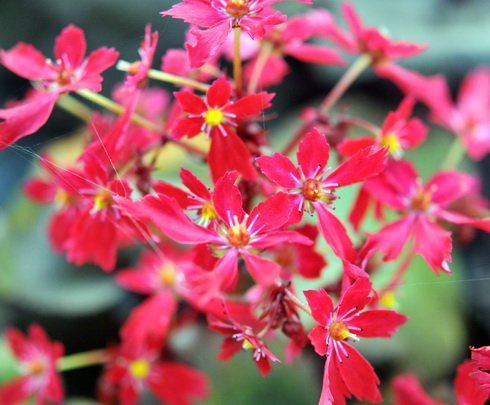 Bright red flowers in autumn