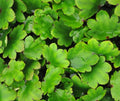 Nice rich green foliage and red flowers