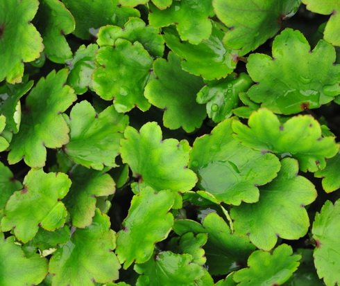 Nice rich green foliage and red flowers