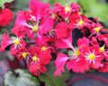 Scarlet red flowers of a good size