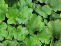Saxifraga fortunei Beni Karen