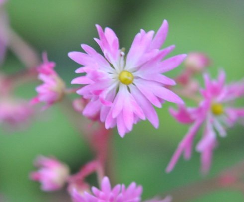 Nice big rich pink flowers