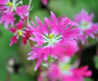 Saxifraga fortunei Beni Karen