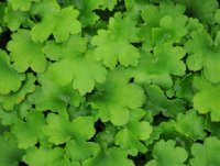 Saxifraga fortunei Beni Kirin