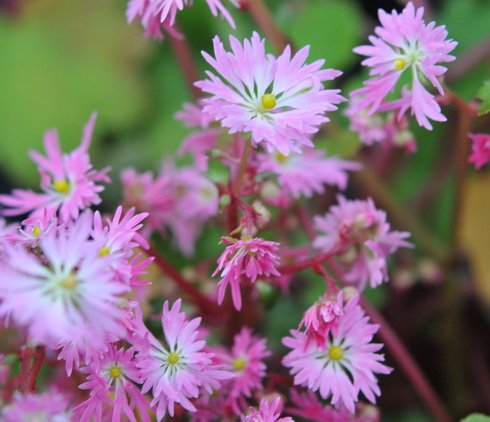 Good mid pink flowers over rich green foliage