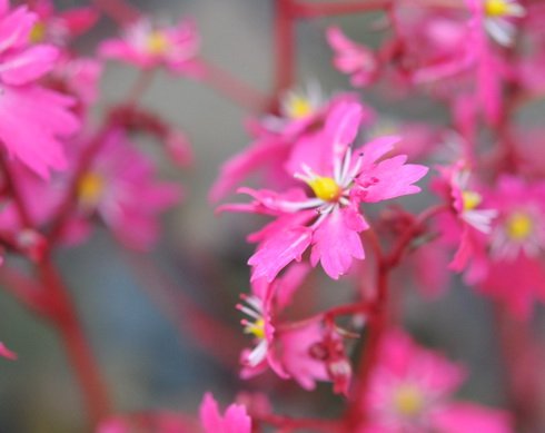 Strong pink to red flowers