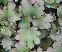 Saxifraga fortunei Beni Zakura