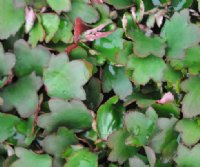 Saxifraga fortunei Komochi Daimonji