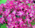Masses of deep pink flowers