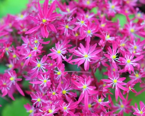 Masses of deep pink flowers