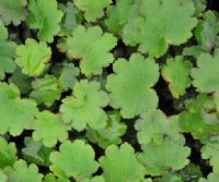 Saxifraga fortunei Eiga