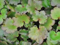 Saxifraga fortunei Hakubai