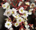 Numerous double creamy white flowers