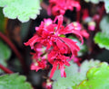 Big red flowers with twisted petals