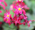 Numerous deep red flowers