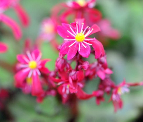Numerous deep red flowers