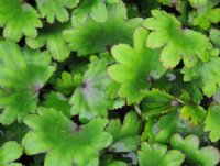 Saxifraga fortunei Hyoseki