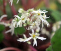 Clean white star like flowers in bunches