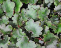 Saxifraga fortunei Kawazu Beni