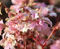 Fabulous double pale pink and purplish foliage