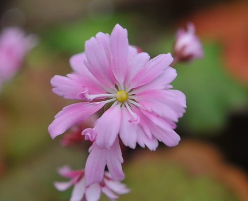 Large soft pink flowers with frilly edges