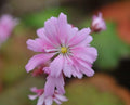 Large soft pink flowers with frilly edges
