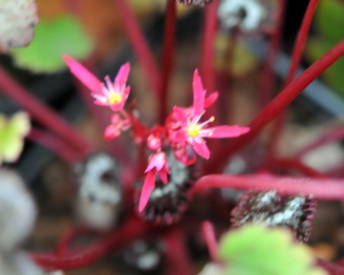 Rich red late flowered hybrid.