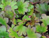 Saxifraga fortunei Mikawa Beni