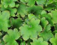 Saxifraga fortunei Moe