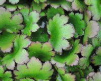 Saxifraga fortunei Nouhime