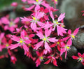 Numerous starry rich pink flowers.