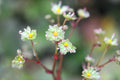 Creamy green star like flowers