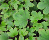 Rich green foliage