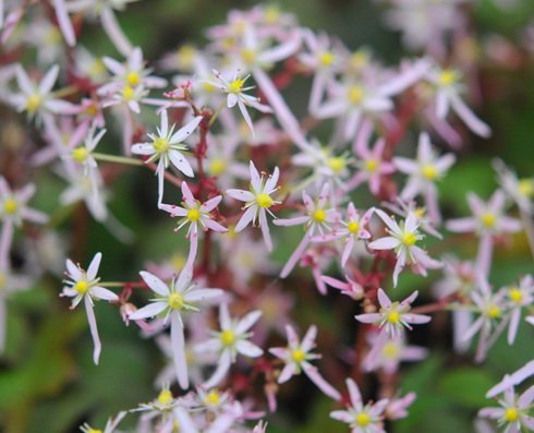 Masses of small pale pink flowers in autumn