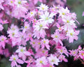 Soft pale pink flowers in bunches.