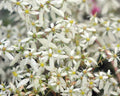Masses of white flowers