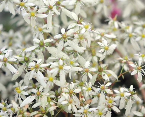 Masses of white flowers