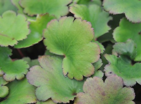 Fresh green foliage