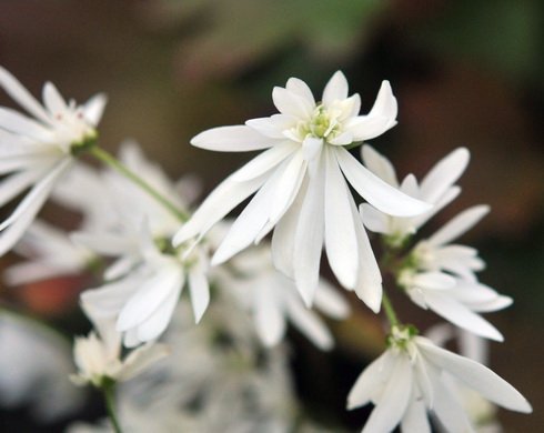 Double fresh white flowers